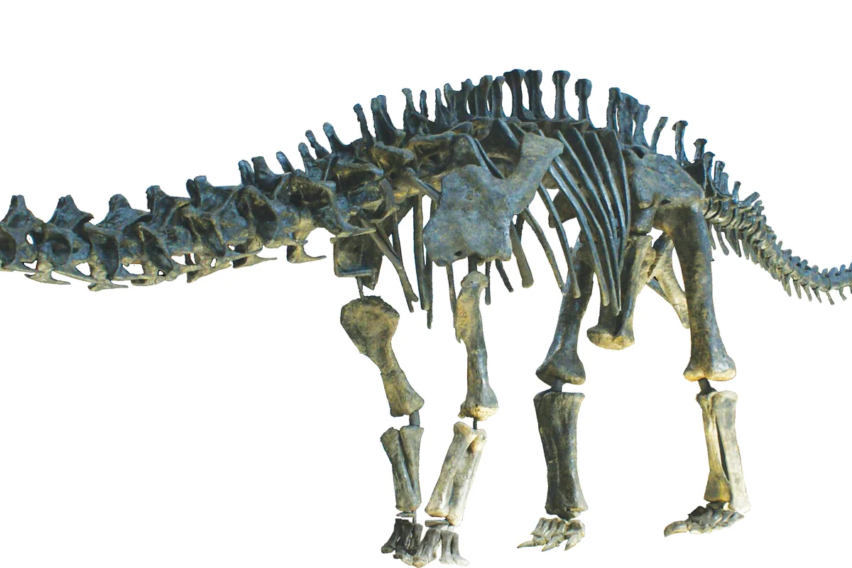 Mounted Apatosaurus skeleton, a massive long-necked sauropod