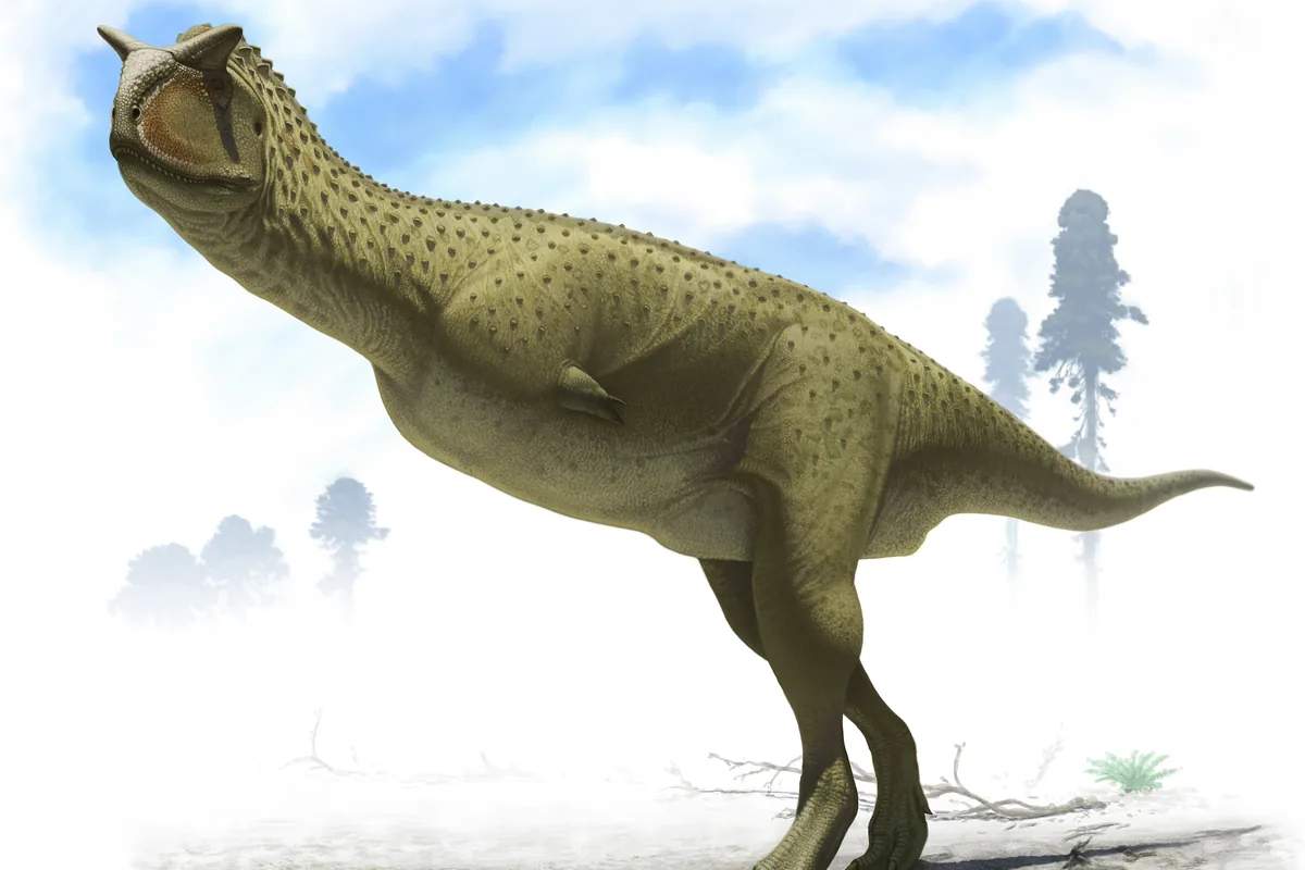 Restoration of Carnotaurus, a horned theropod from the Cretaceous
