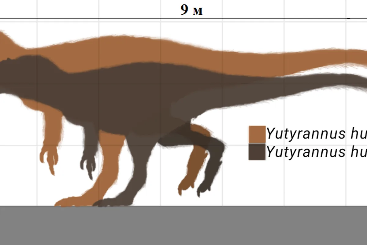 Comparison of several dinosaurs at different sizes