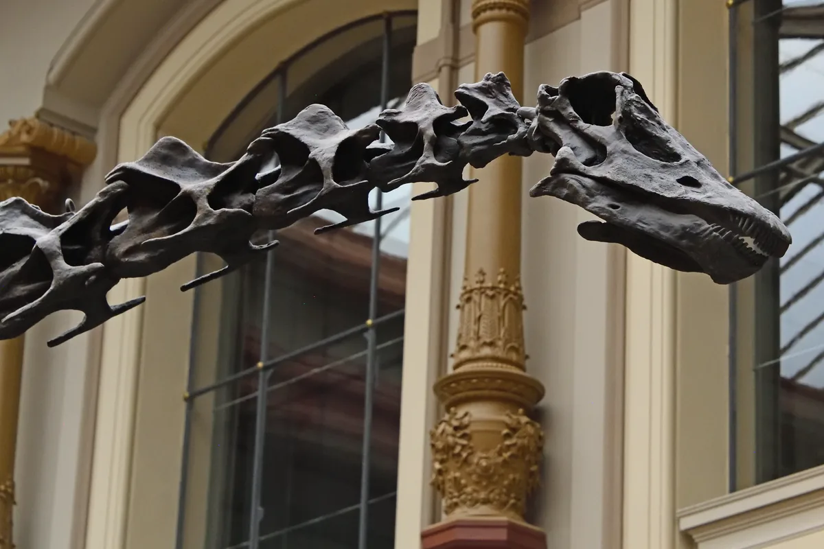 Mounted Diplodocus skeleton, an extremely long Jurassic sauropod