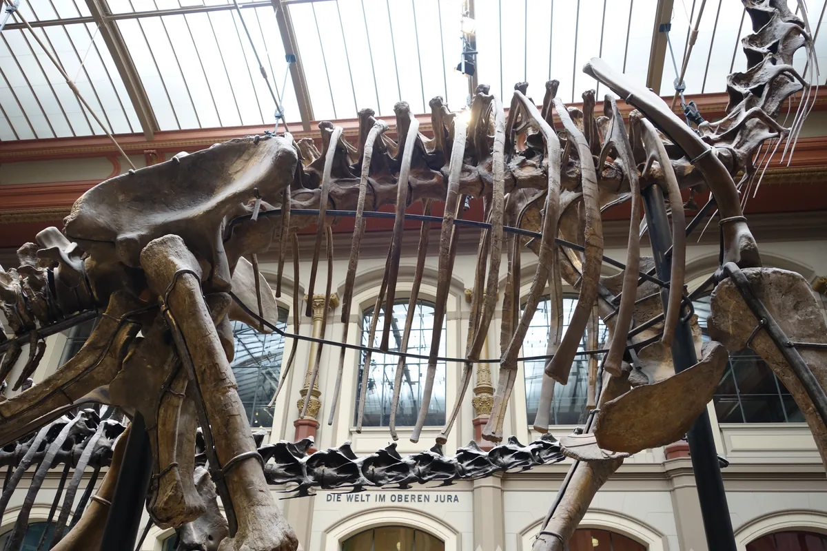 Towering mounted sauropod skeleton in a museum atrium