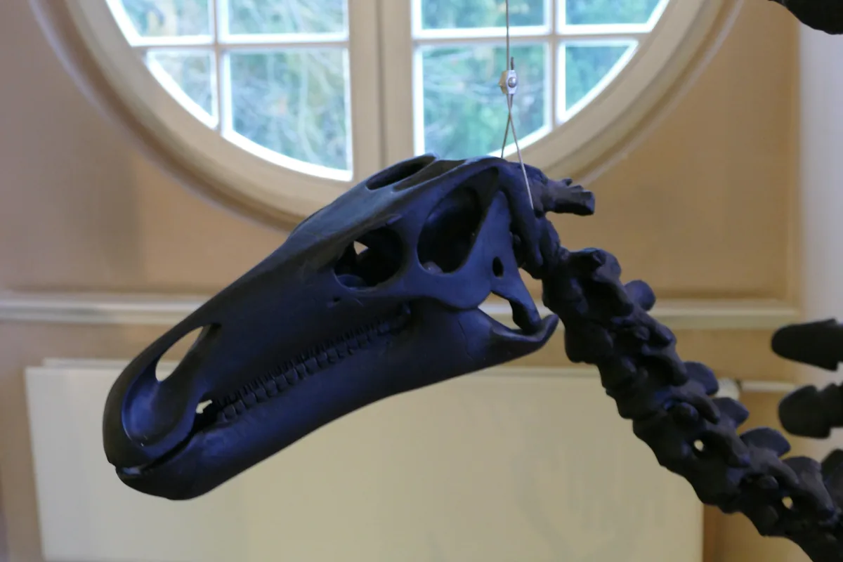 Mounted Iguanodon skeleton, a large Early Cretaceous herbivore