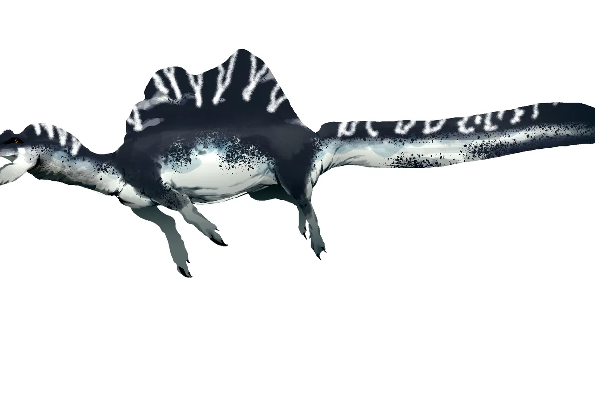 Restoration of Spinosaurus, a large sail-backed predatory dinosaur