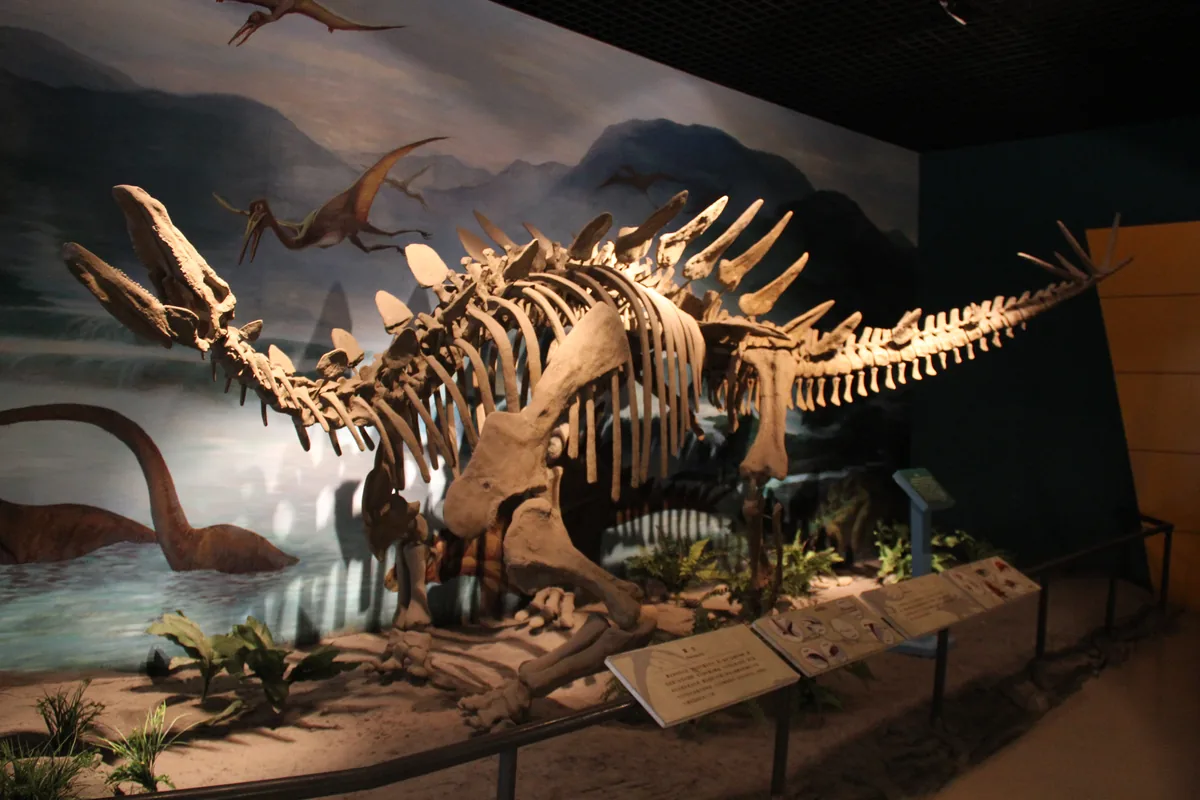 Mounted Stegosaurus skeleton with rows of back plates and tail spikes