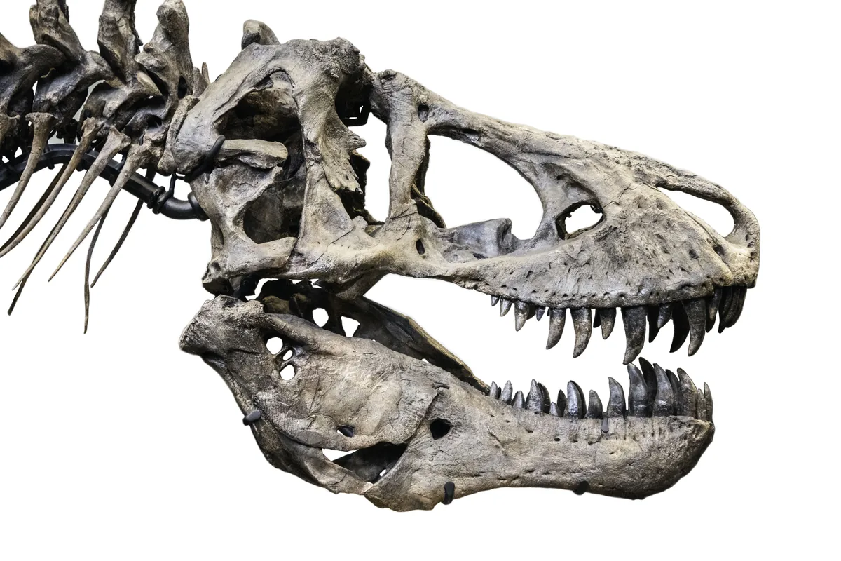 Close view of a tyrannosaur skull showing serrated teeth