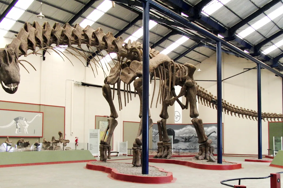 Reconstructed skeleton of a titanosaur, among the largest land animals