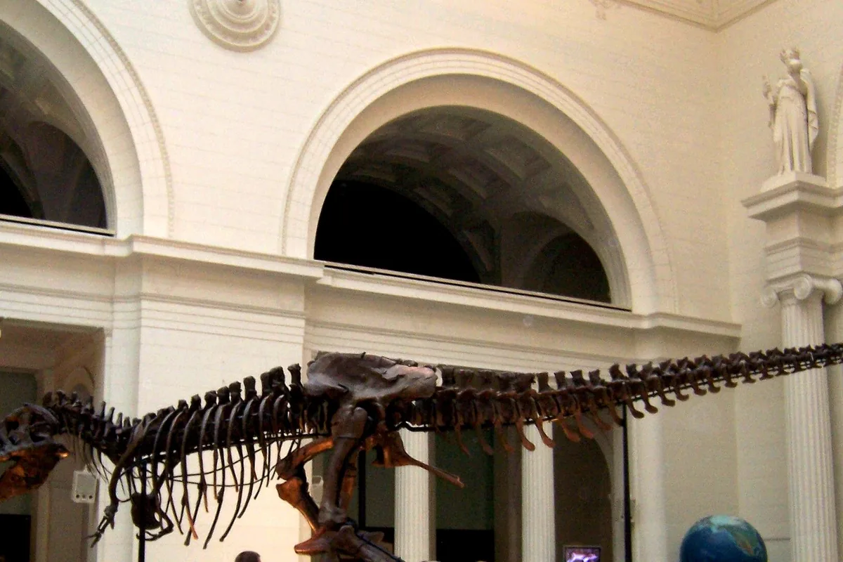 Full Tyrannosaurus rex skeleton mount, the most famous predatory dinosaur